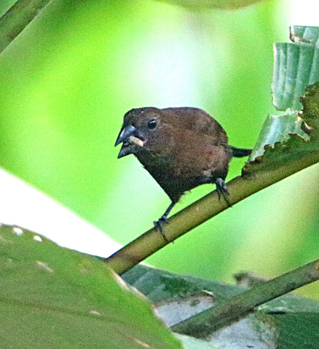 Blue-black Grosbeak - ML638993482