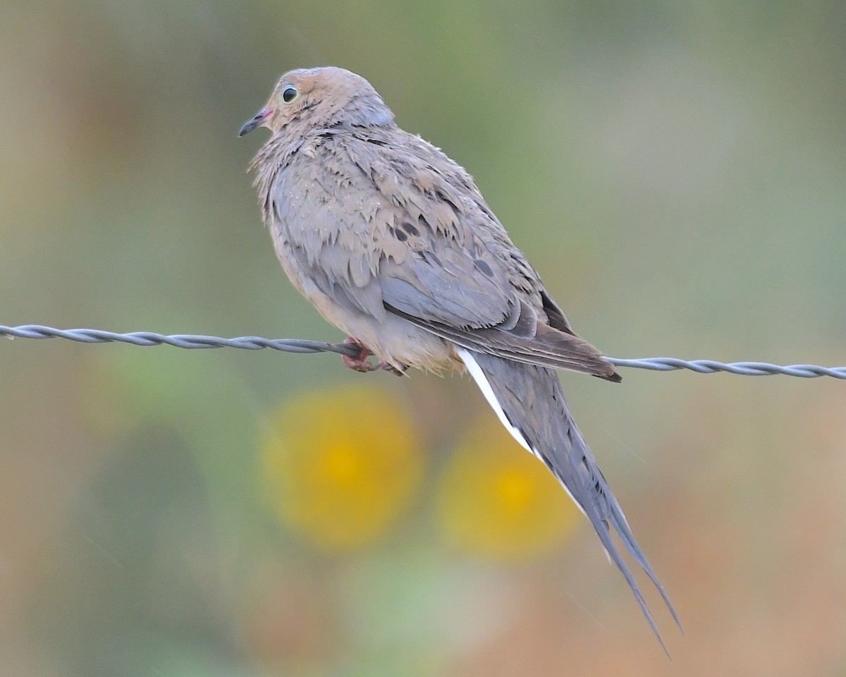 Mourning Dove - ML638993483