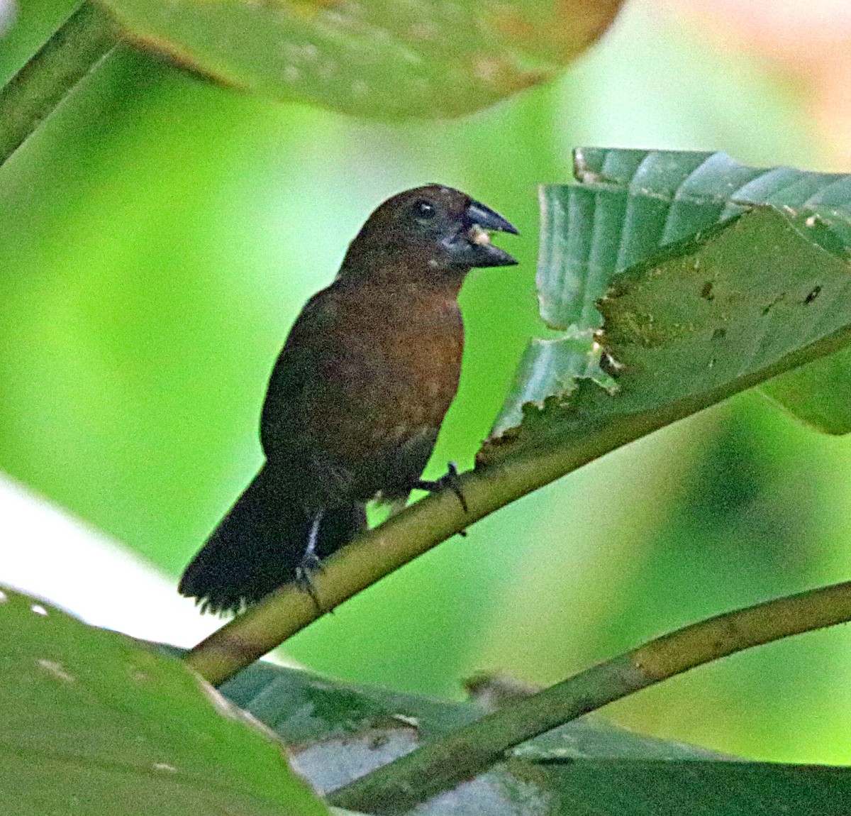 Blue-black Grosbeak - ML638993484