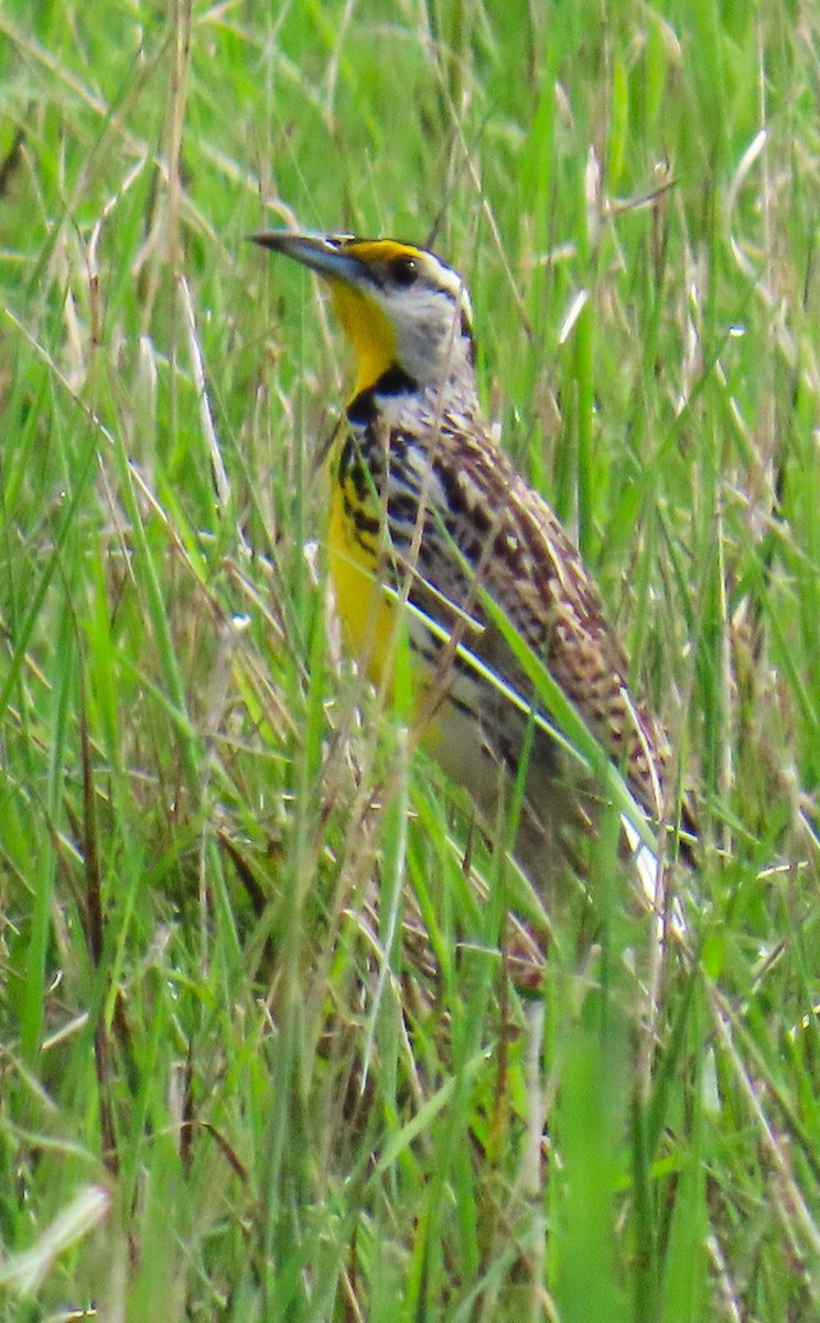 Eastern Meadowlark - ML638993486