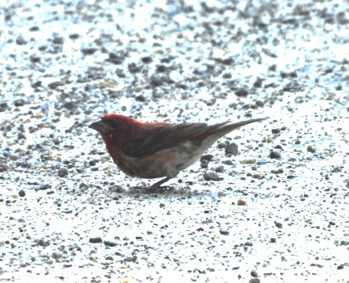 Purple Finch - ML638993487