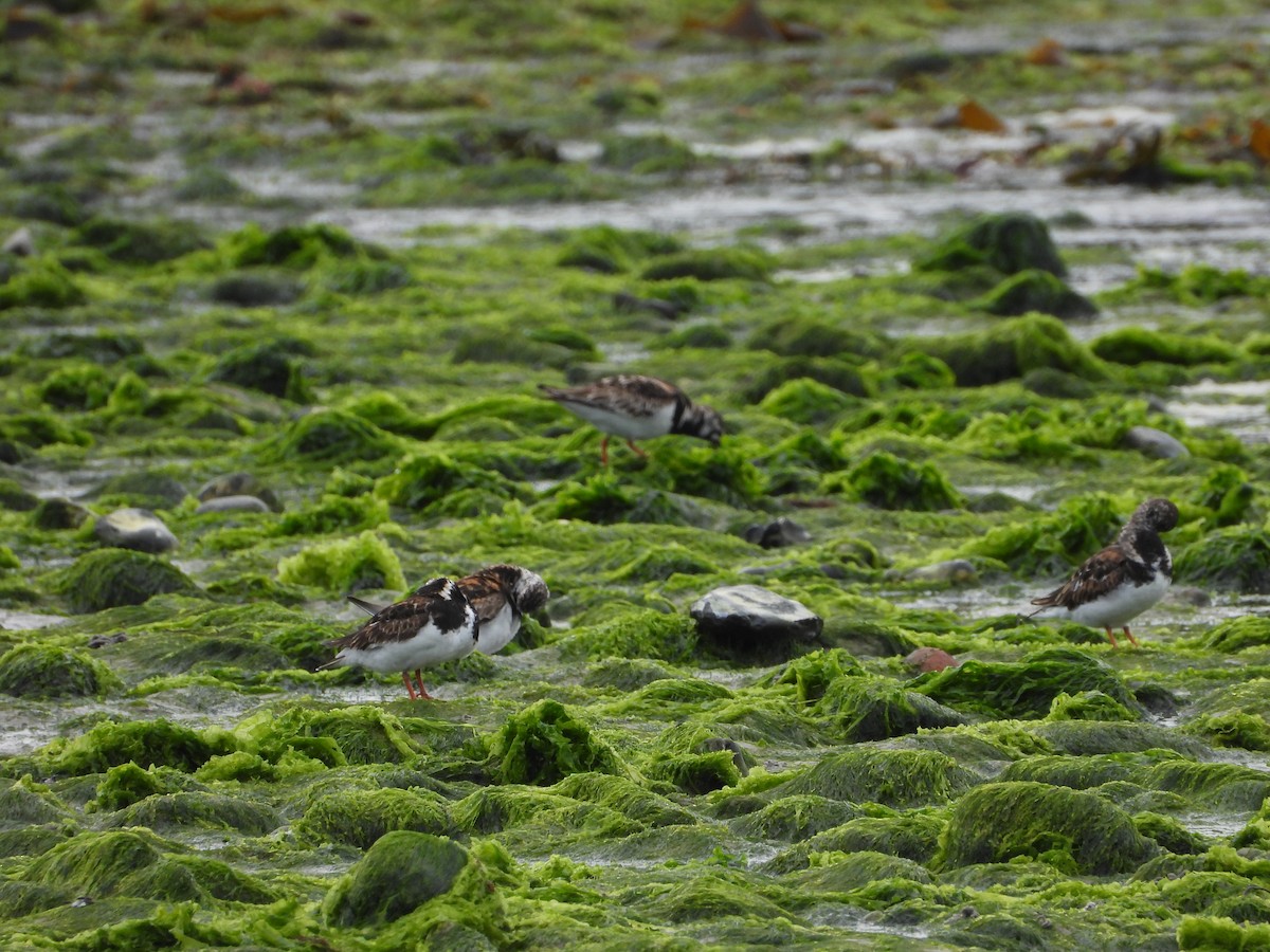 Ruddy Turnstone - ML638993489