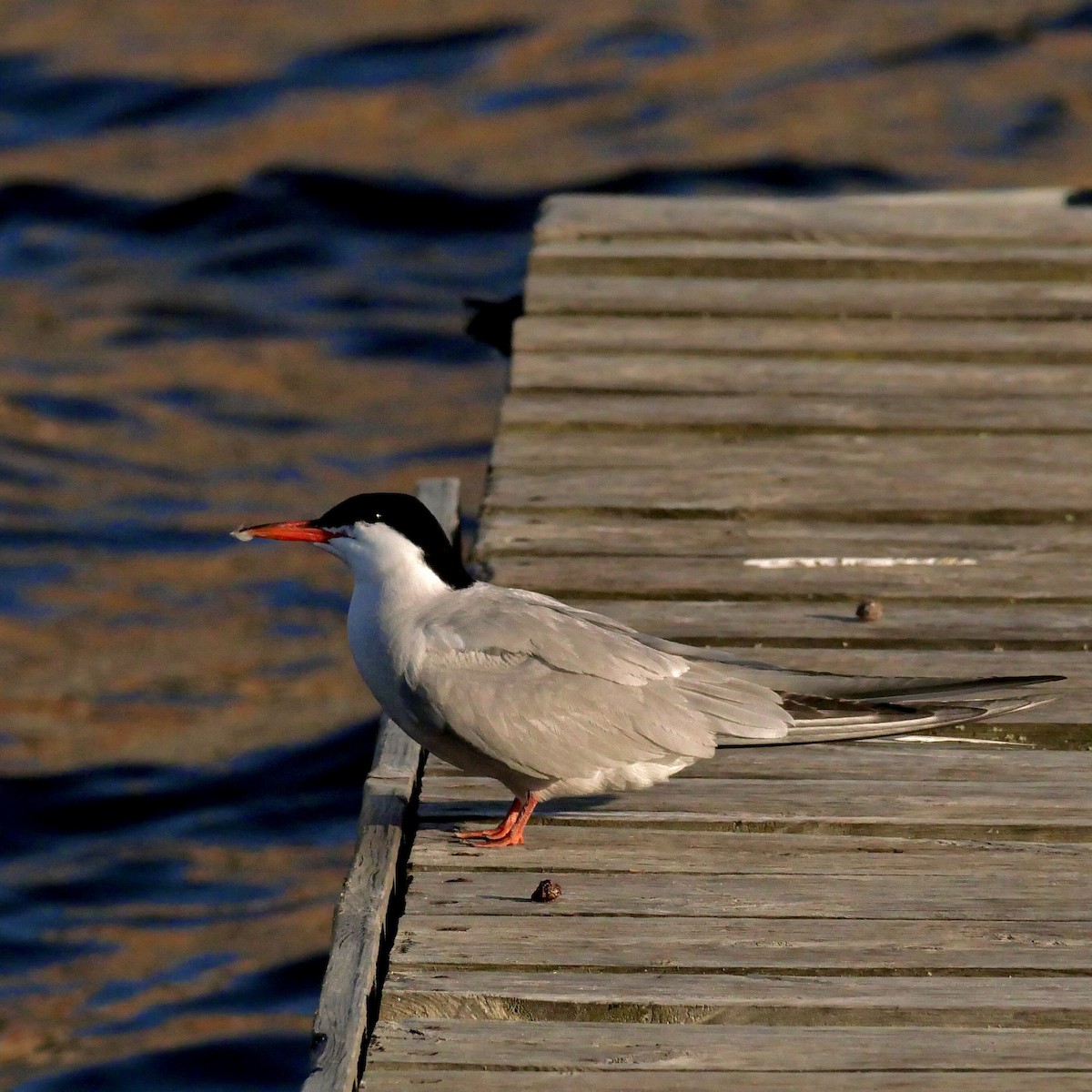 Common Tern - ML638993491