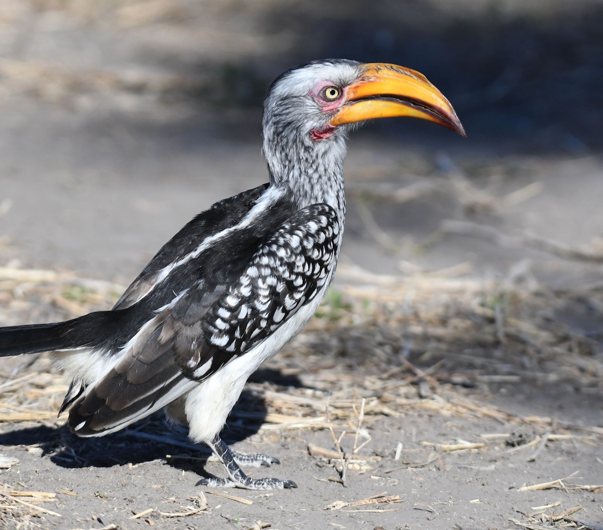 Southern Yellow-billed Hornbill - ML638993501