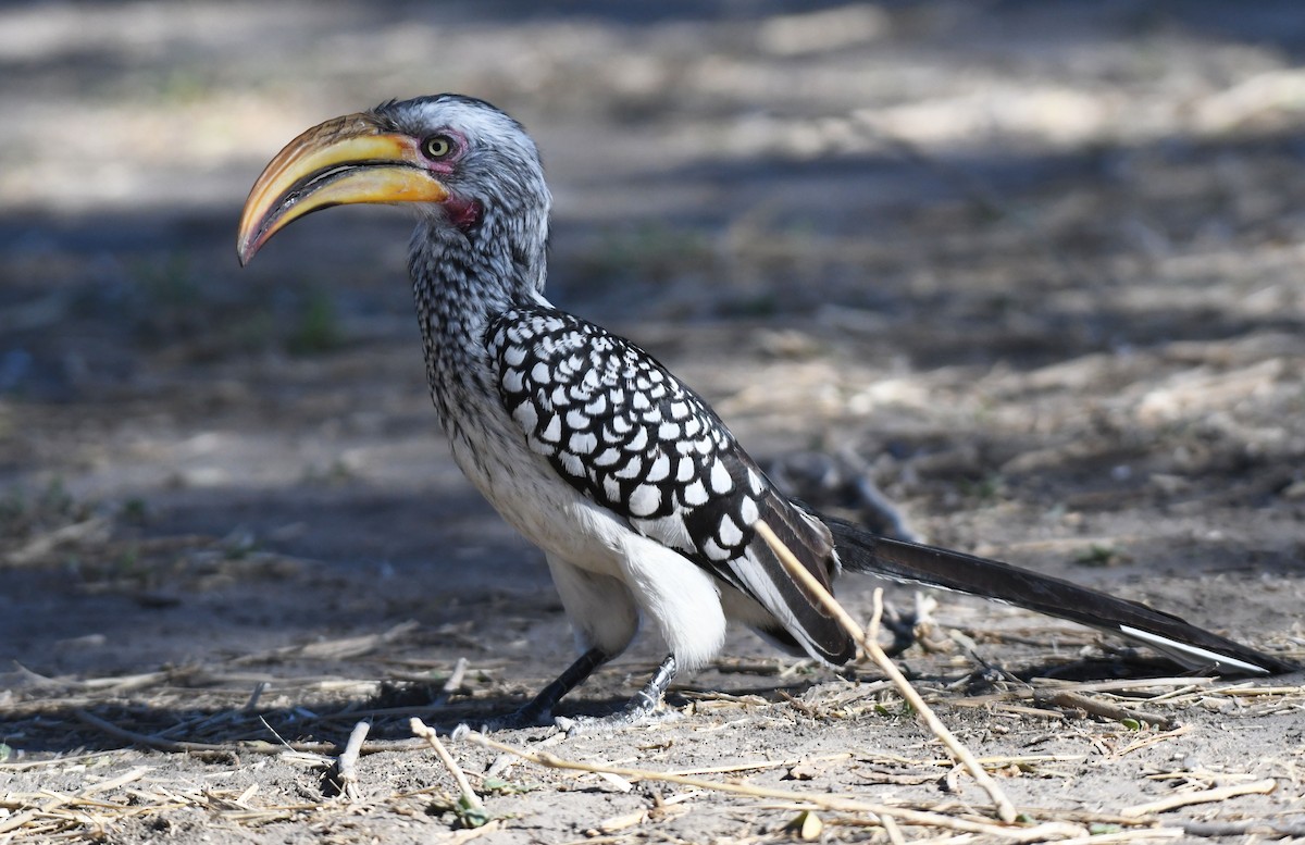 Southern Yellow-billed Hornbill - ML638993504