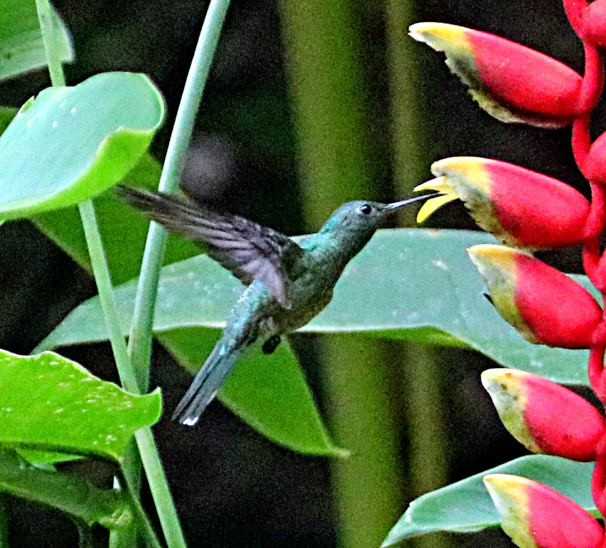 Scaly-breasted Hummingbird - ML638993515