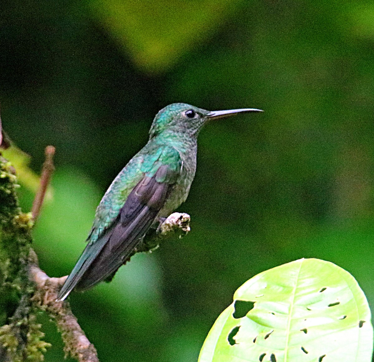 Scaly-breasted Hummingbird - ML638993516