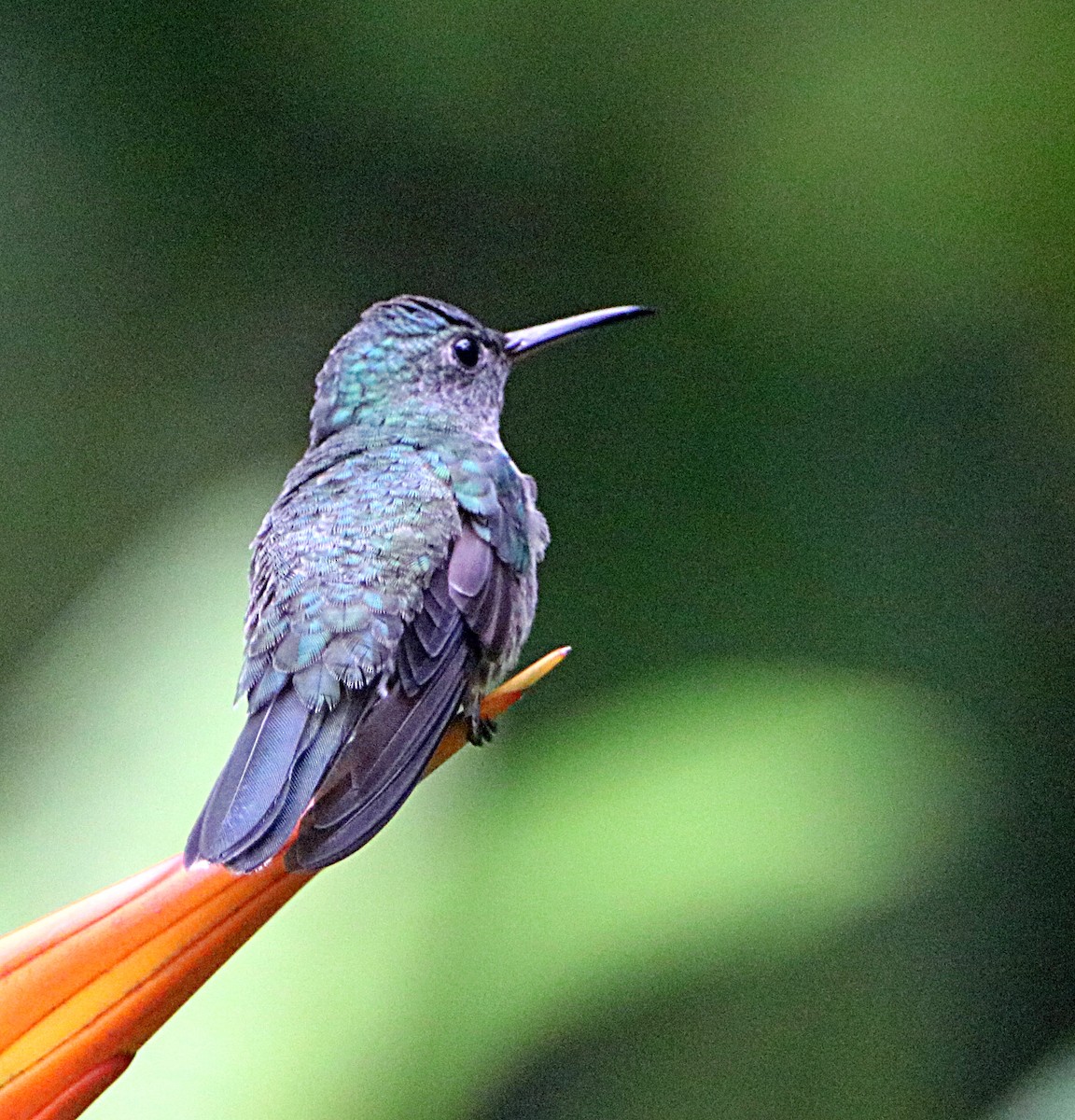 Scaly-breasted Hummingbird - ML638993517