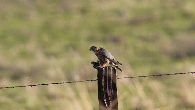 Belatz txikia (columbarius) - ML638993520