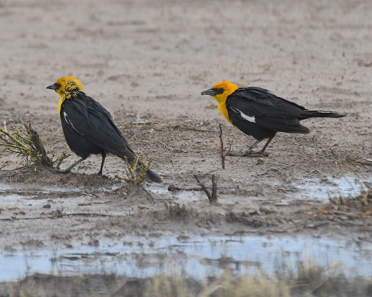 Yellow-headed Blackbird - ML638993524