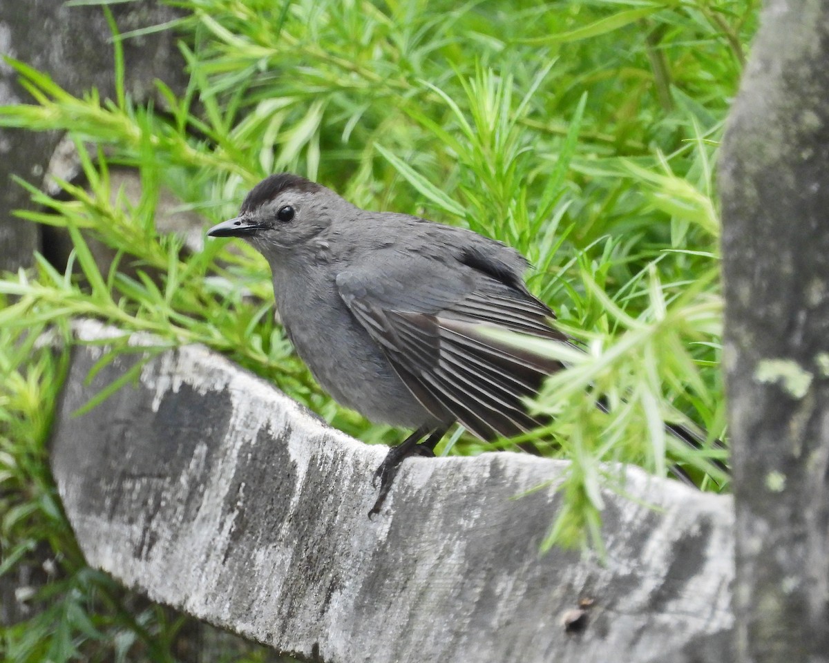Pájaro Gato Gris - ML638993530