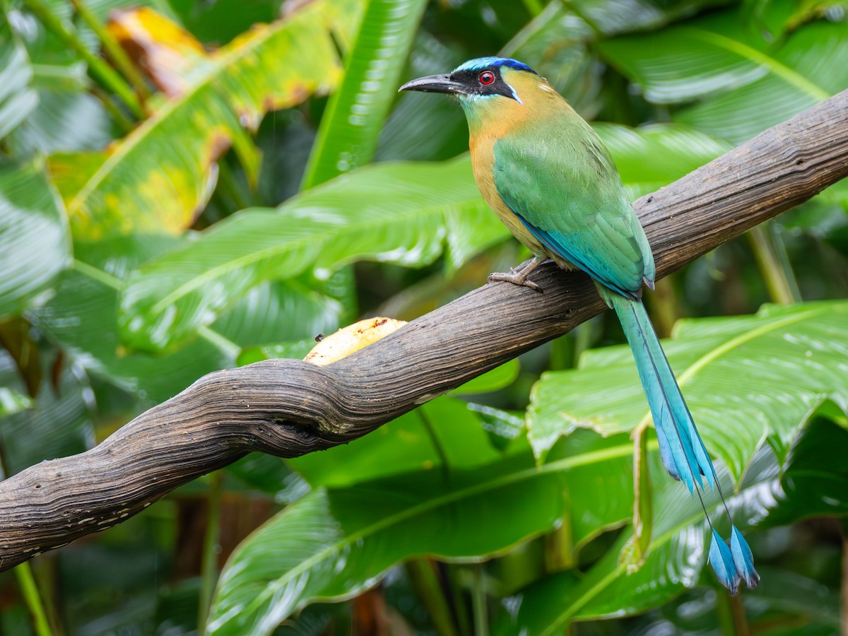 Lesson's Motmot - ML638993532