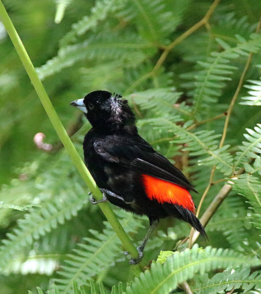 Scarlet-rumped Tanager (Cherrie's) - ML638993536