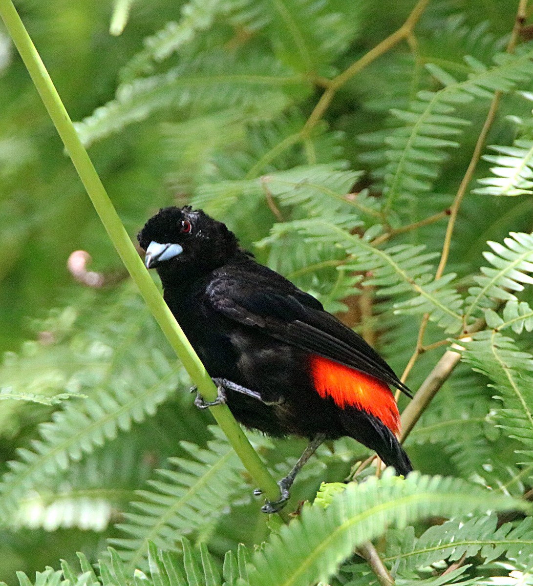 Scarlet-rumped Tanager (Cherrie's) - ML638993537