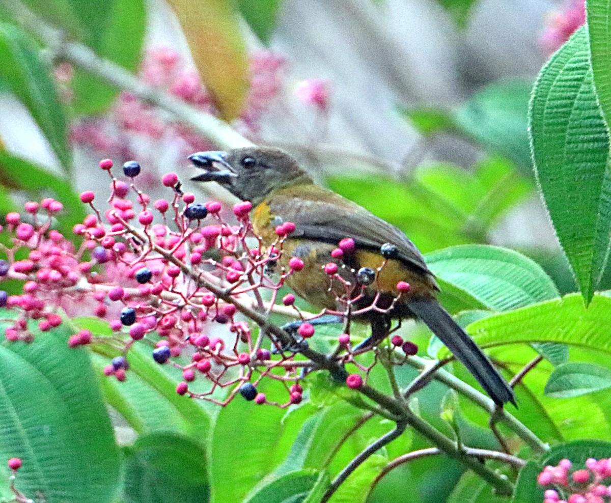 Scarlet-rumped Tanager (Cherrie's) - ML638993543