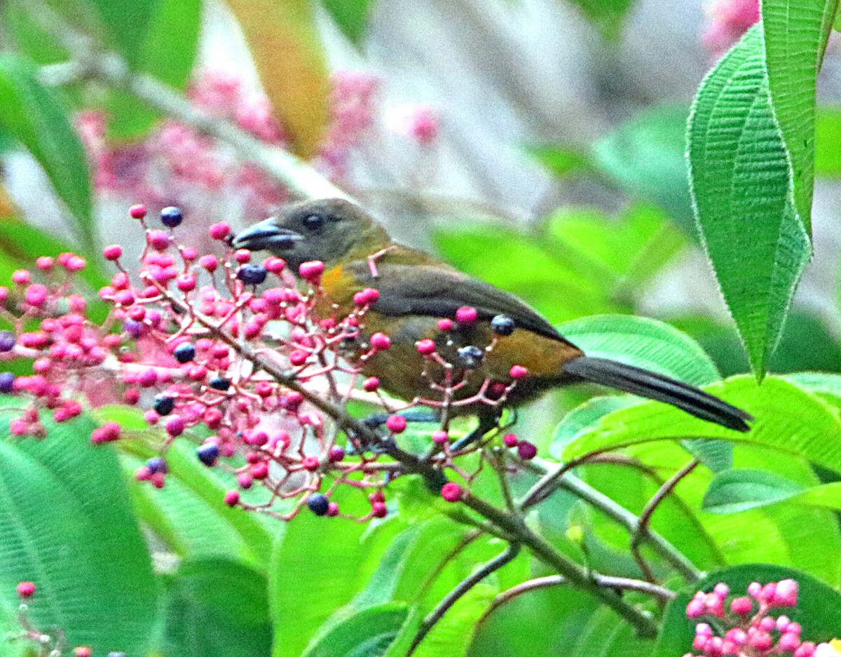 Scarlet-rumped Tanager (Cherrie's) - ML638993544