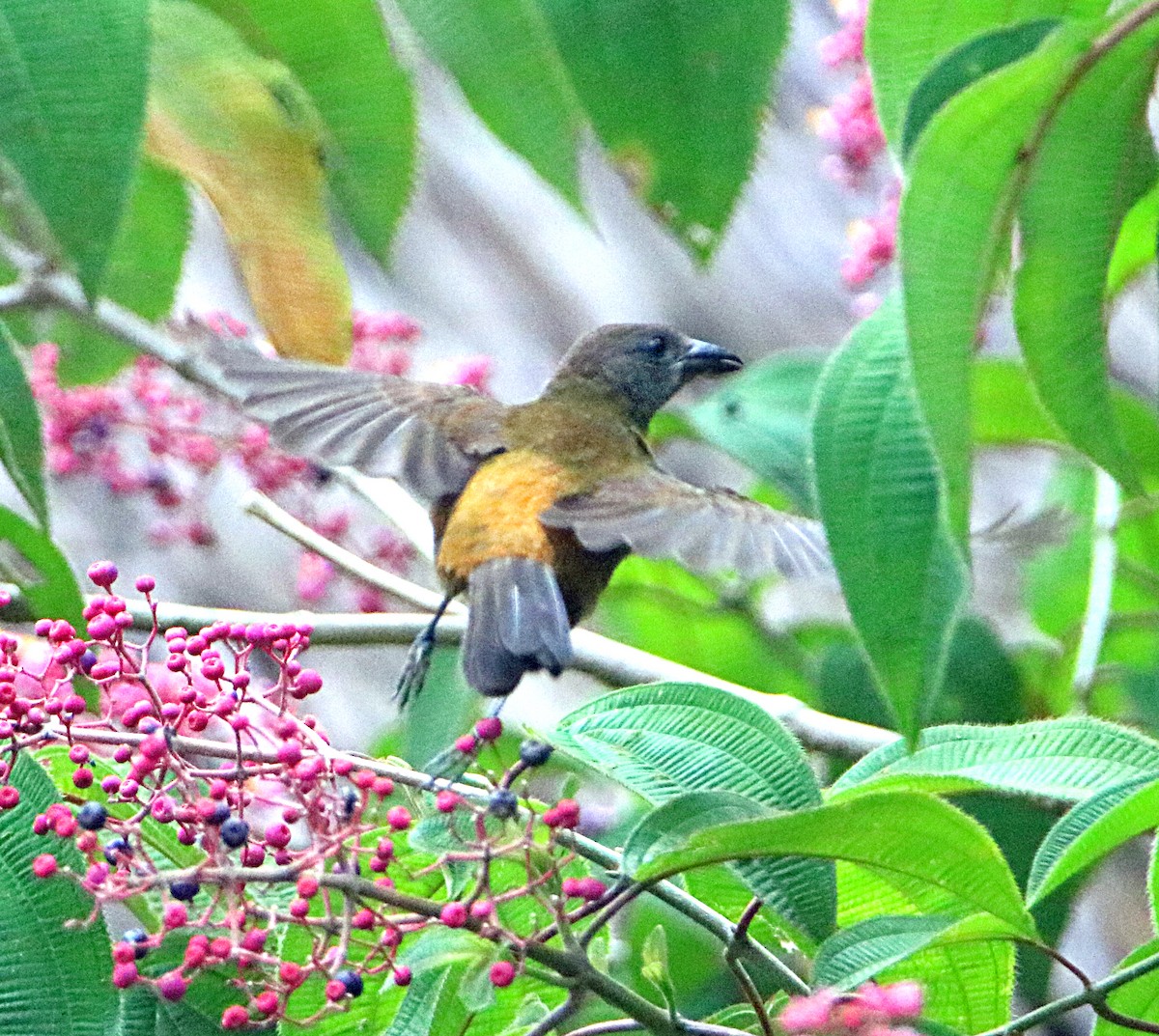 Scarlet-rumped Tanager (Cherrie's) - ML638993546