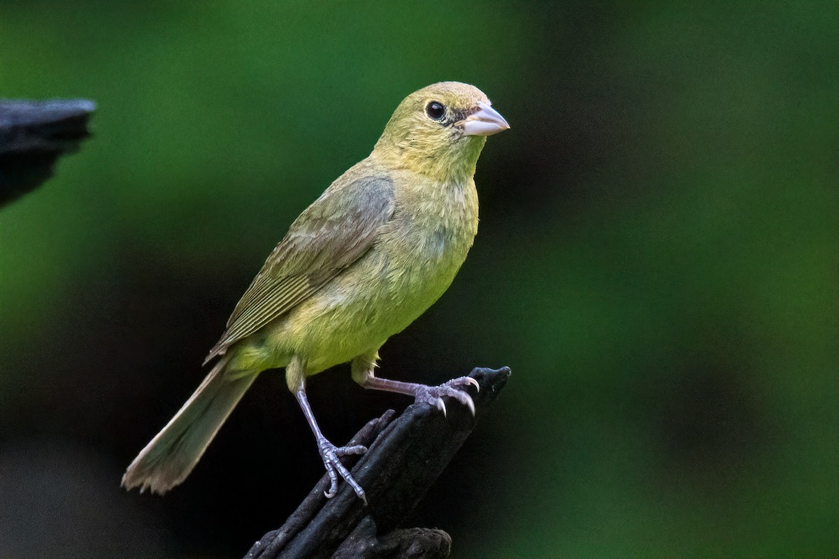 Boyalı Çinte - ML638993557