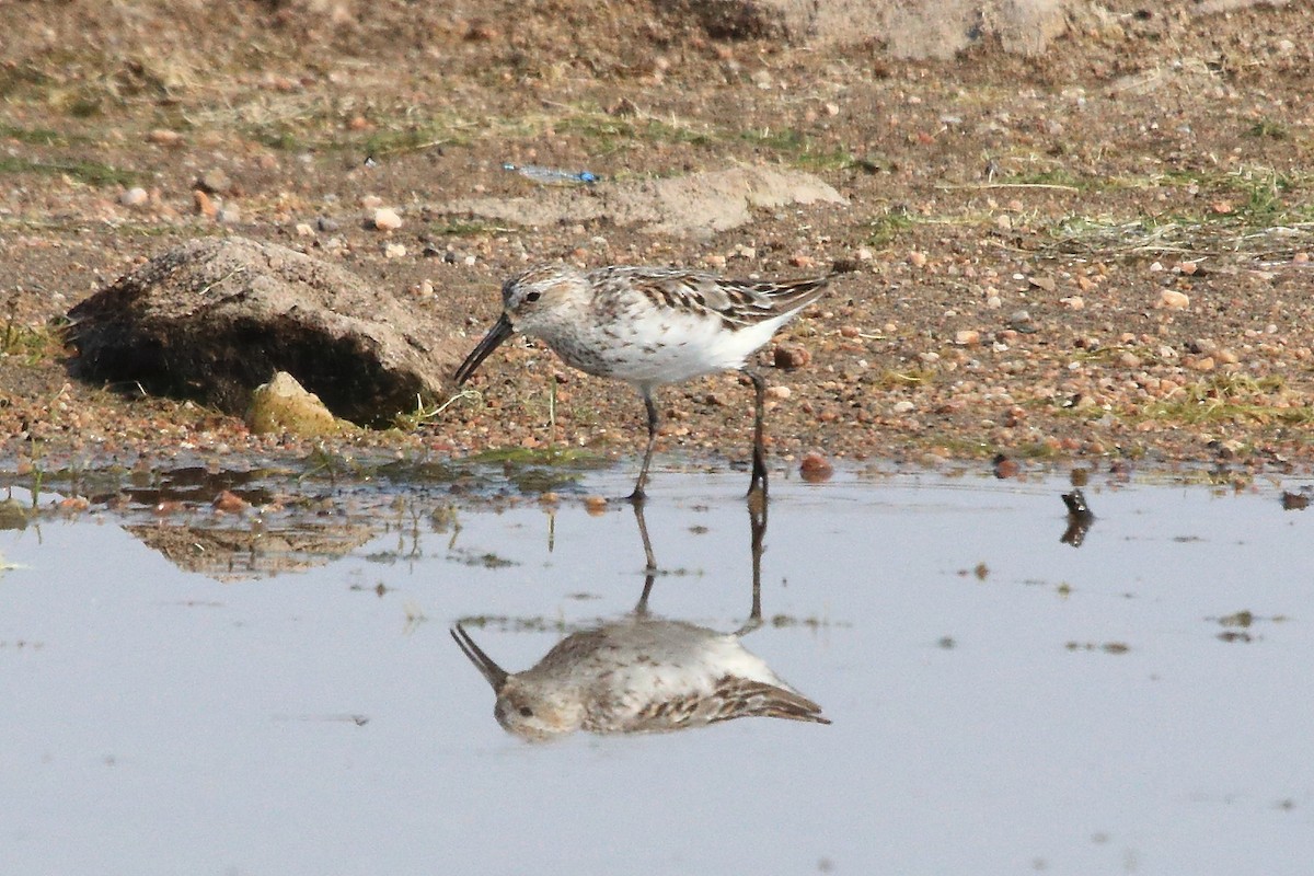 Bergstrandläufer - ML638993565