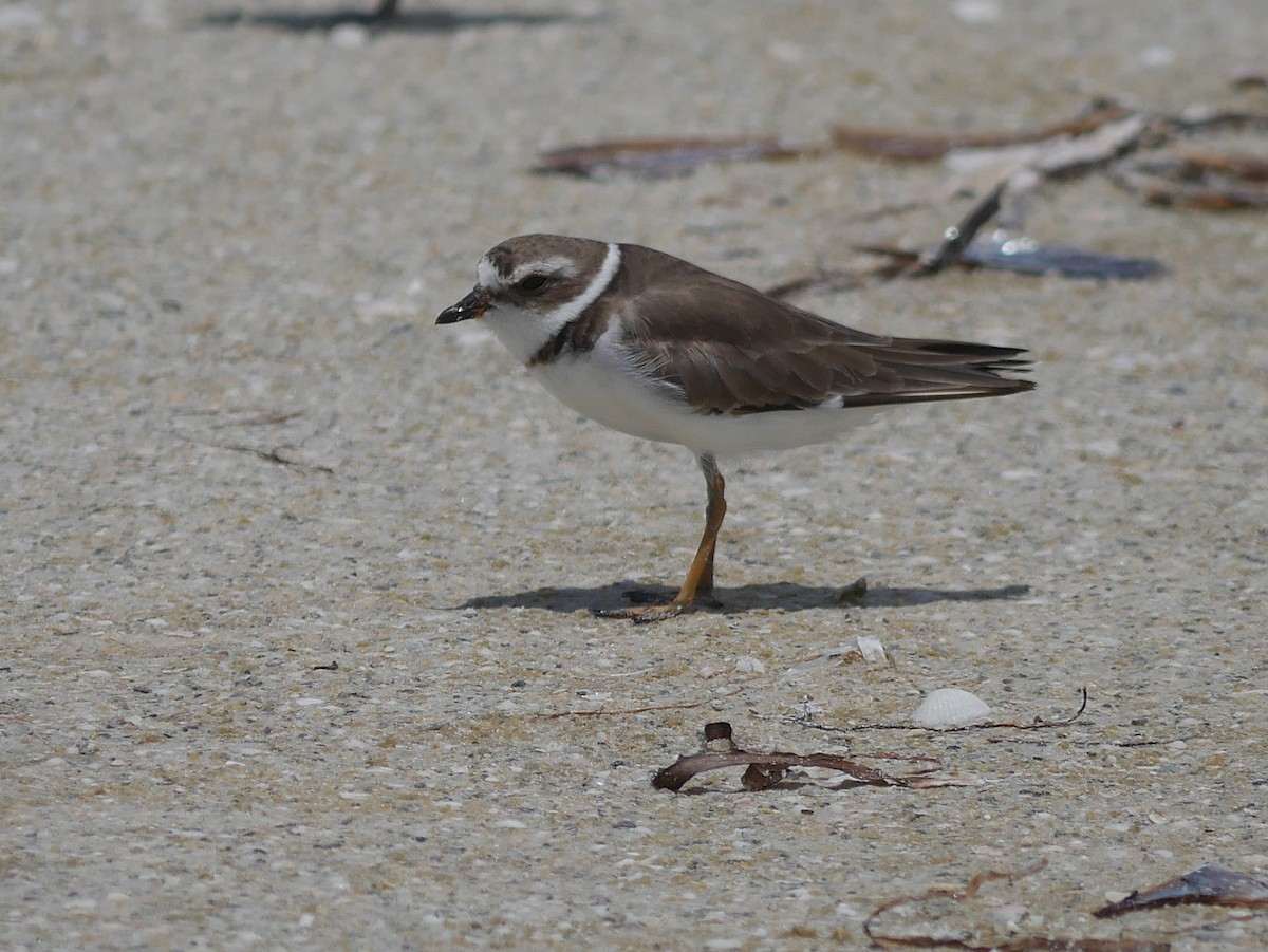 Semipalmated Plover - ML638993568