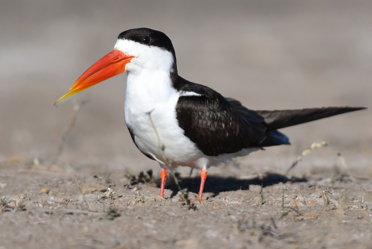 African Skimmer - ML638993574