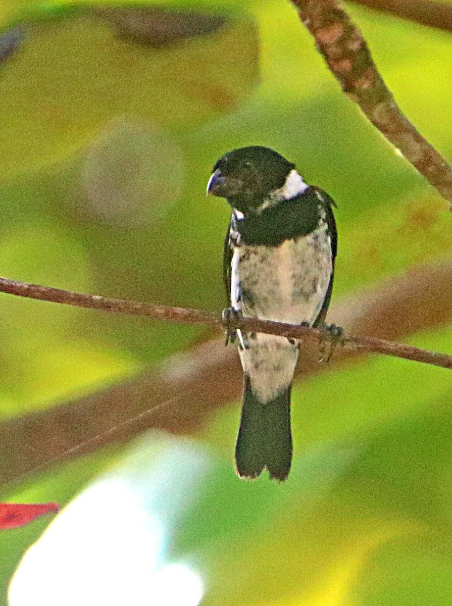 Sporophile variable - ML638993587