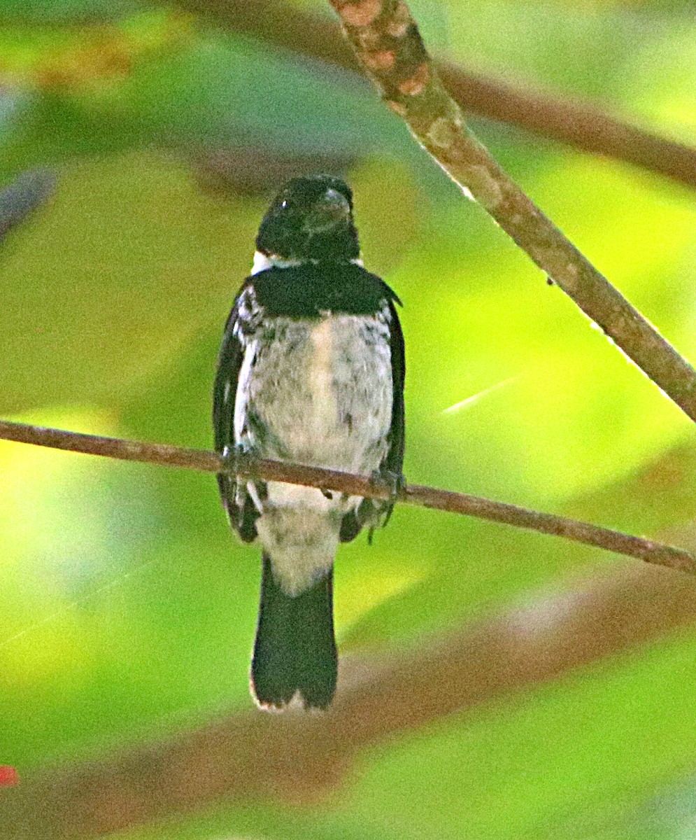Sporophile variable - ML638993588