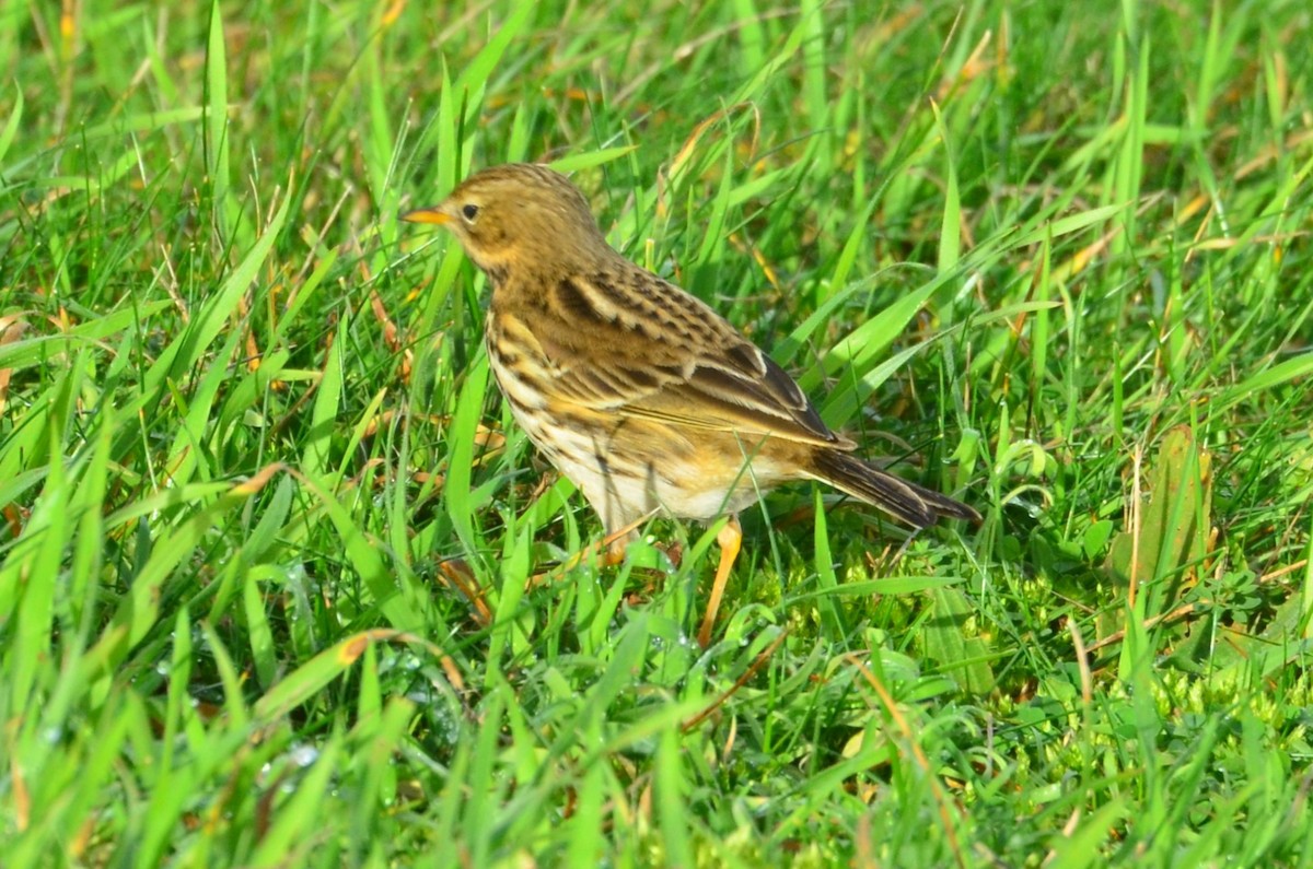 Meadow Pipit - ML638993589