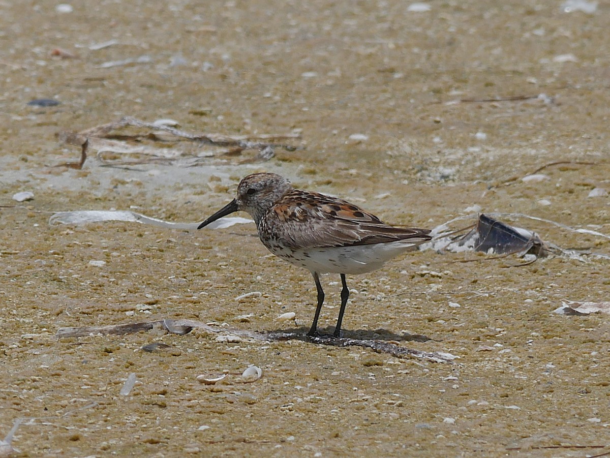 Bergstrandläufer - ML638993590