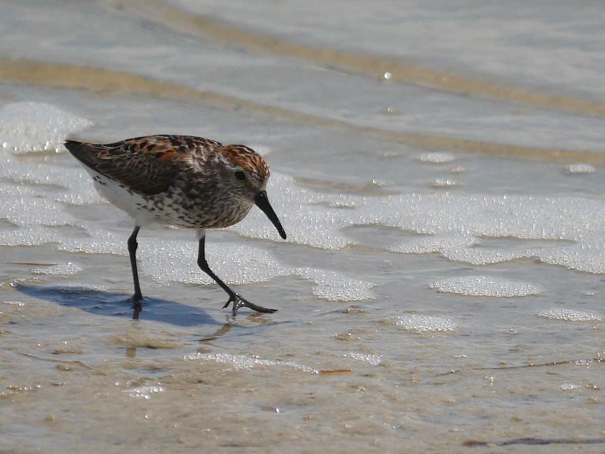 Bergstrandläufer - ML638993591