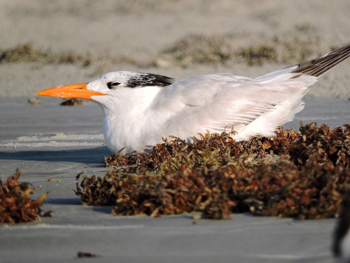 Royal Tern - ML63899361