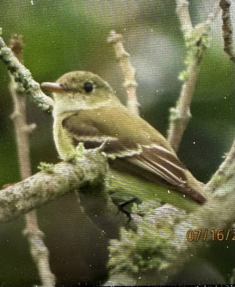 Alder Flycatcher - ML638993631