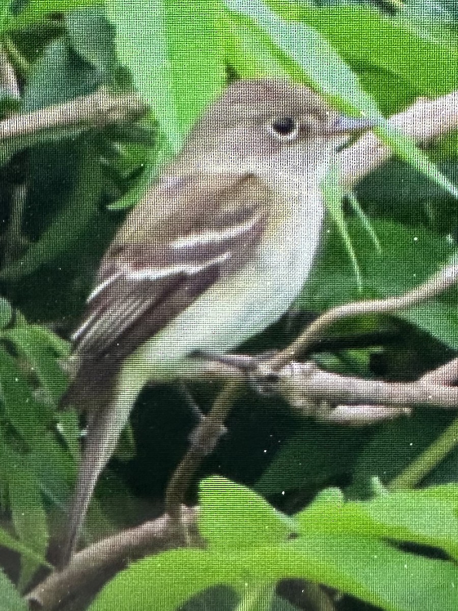 Alder Flycatcher - ML638993632