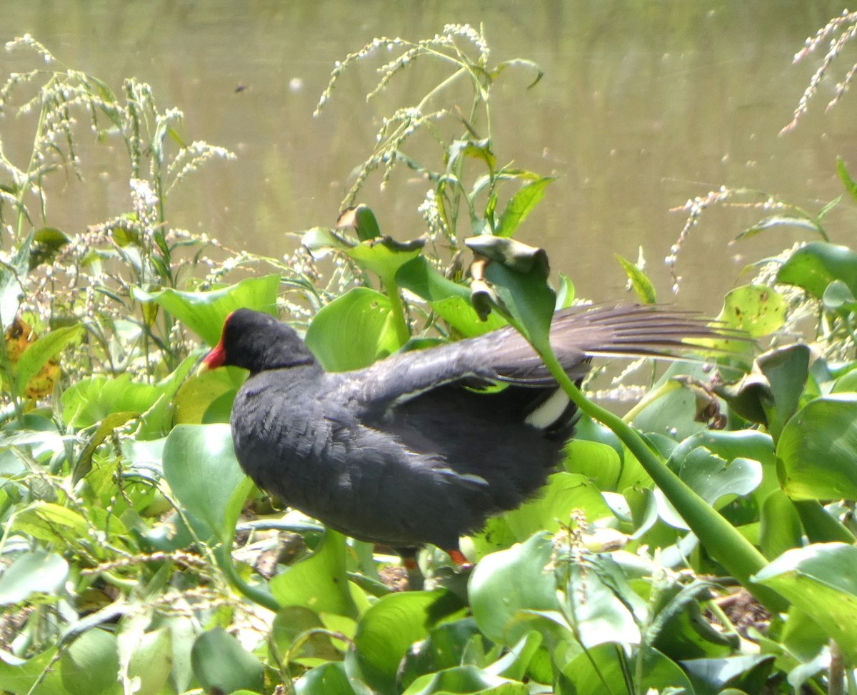 Common Gallinule - ML638993633