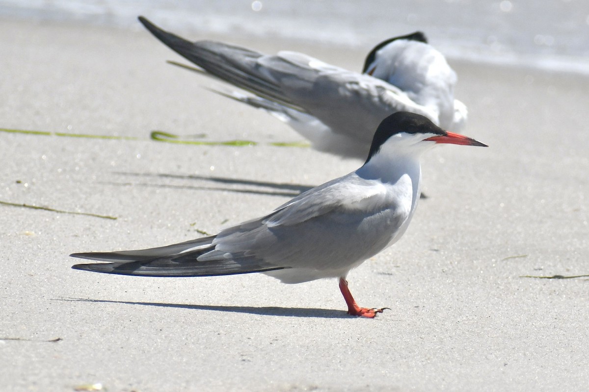 Common Tern - ML638993642