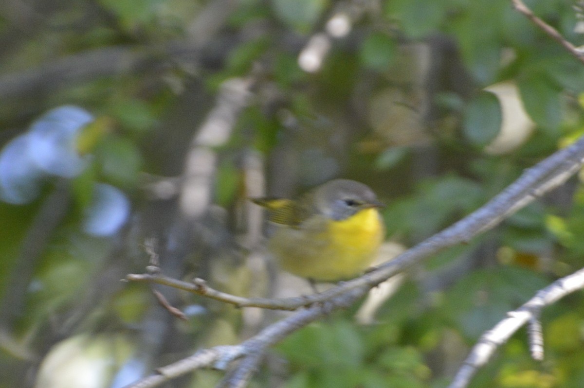 Common Yellowthroat - ML638993653