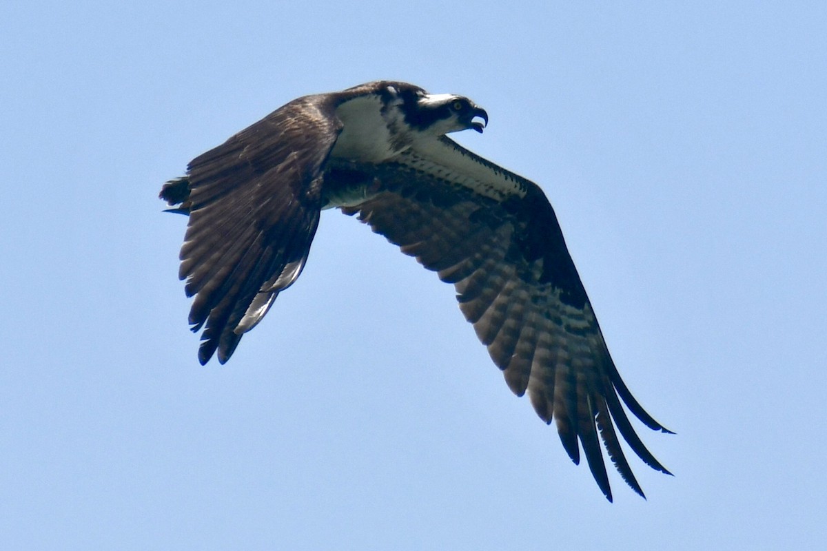 Osprey - ML638993660