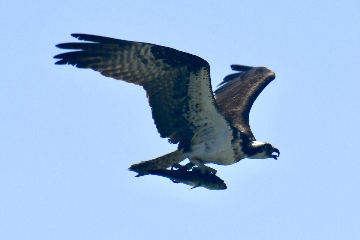 Osprey - ML638993661