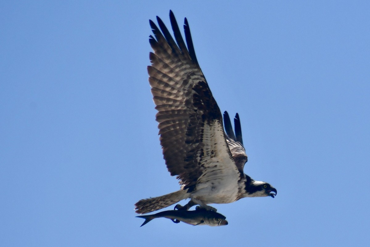 Osprey - ML638993662