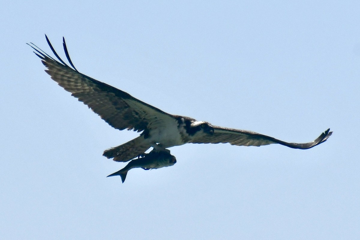 Osprey - ML638993663