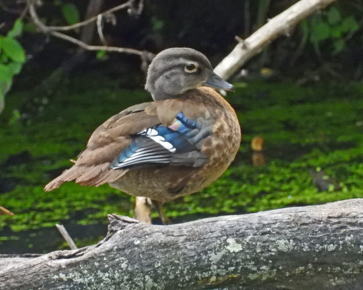 Pato Joyuyo - ML638993673