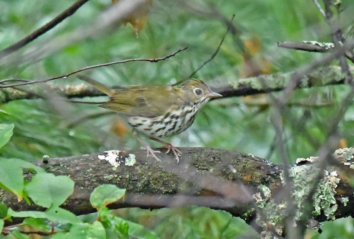 Ovenbird - ML638993679