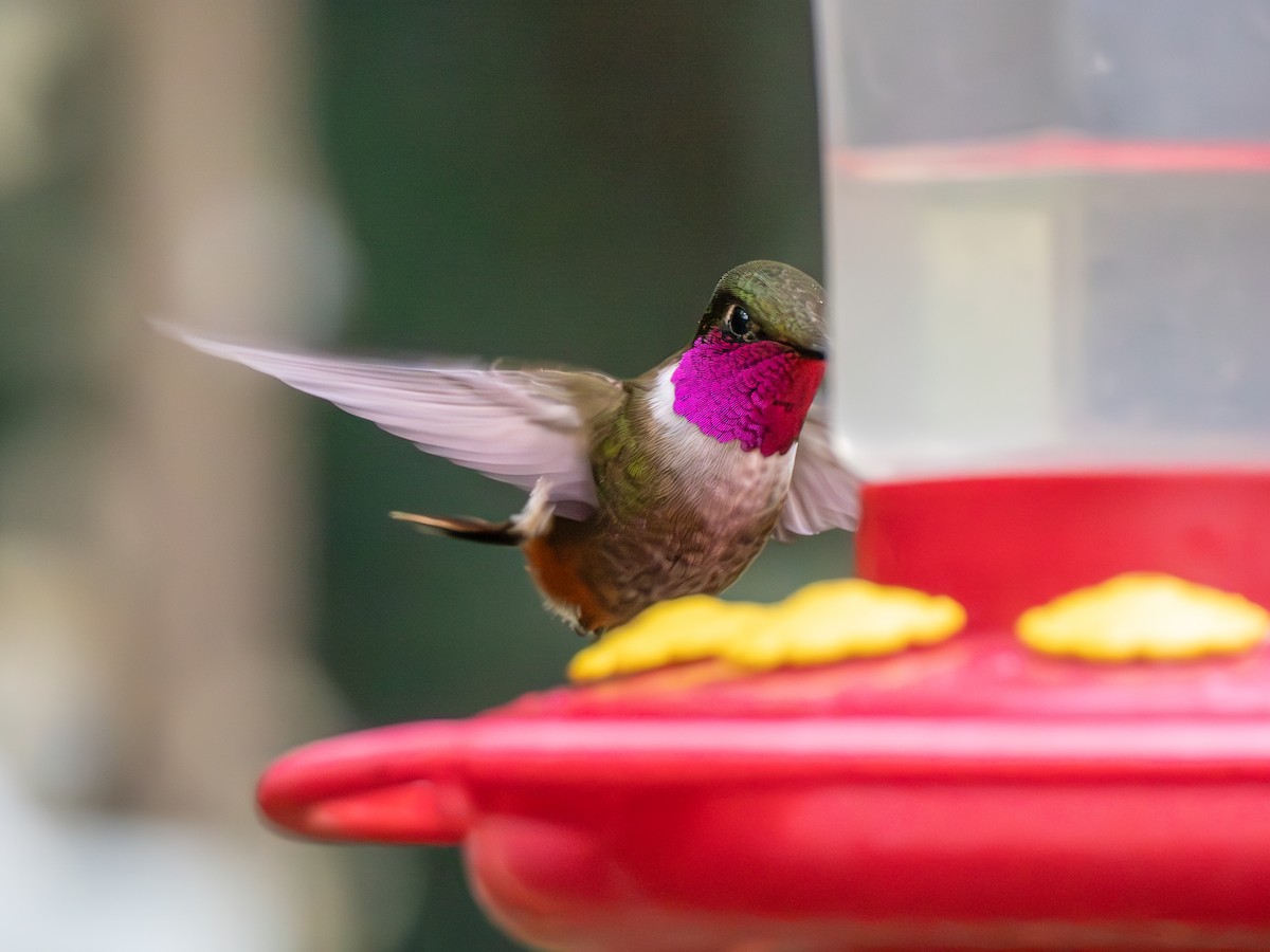 magentakolibri - ML638993686