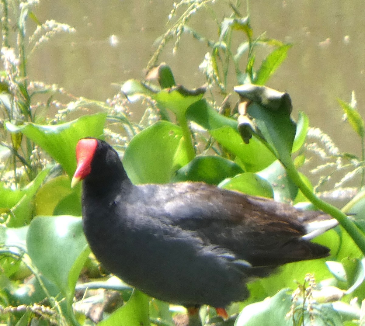 Common Gallinule - ML638993699