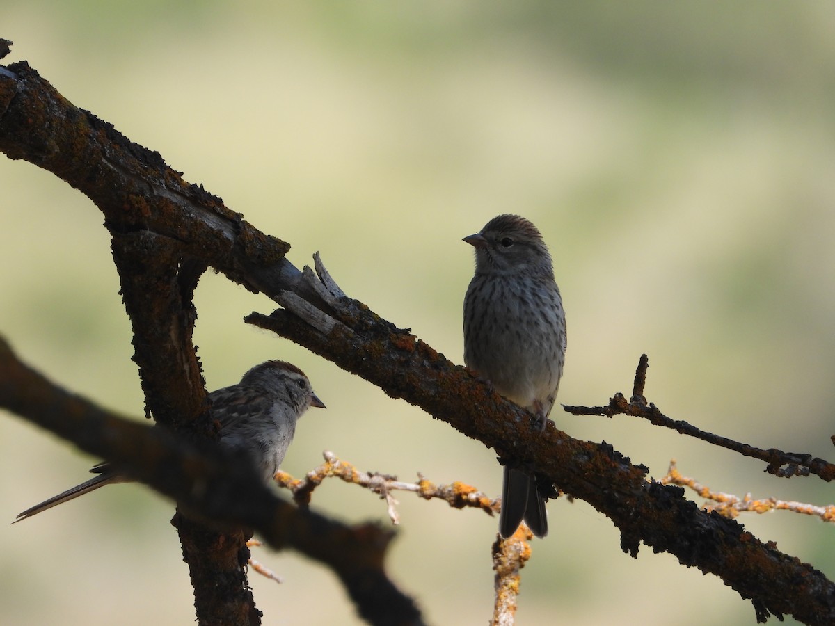 Chipping Sparrow - ML638993725