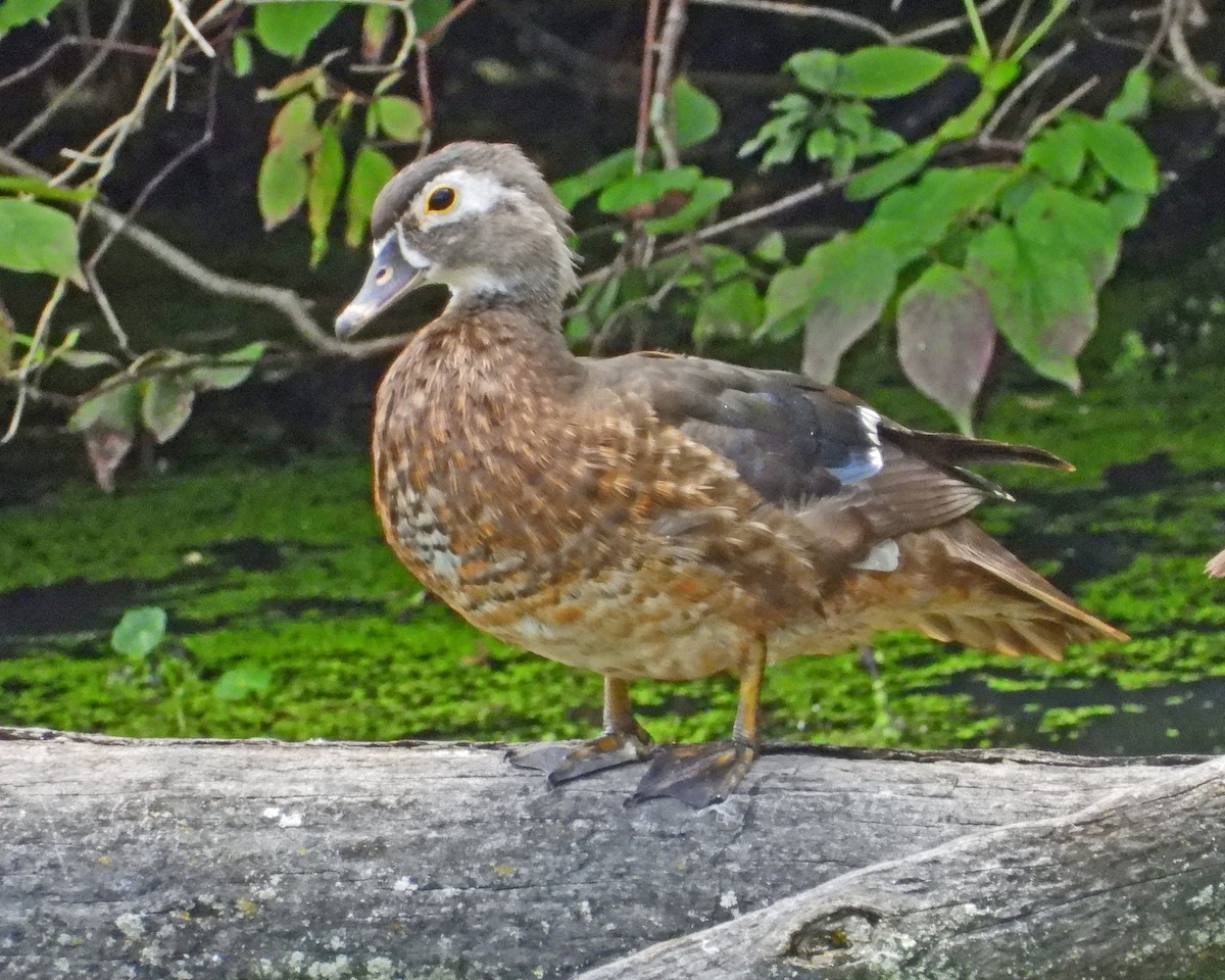 Pato Joyuyo - ML638993749