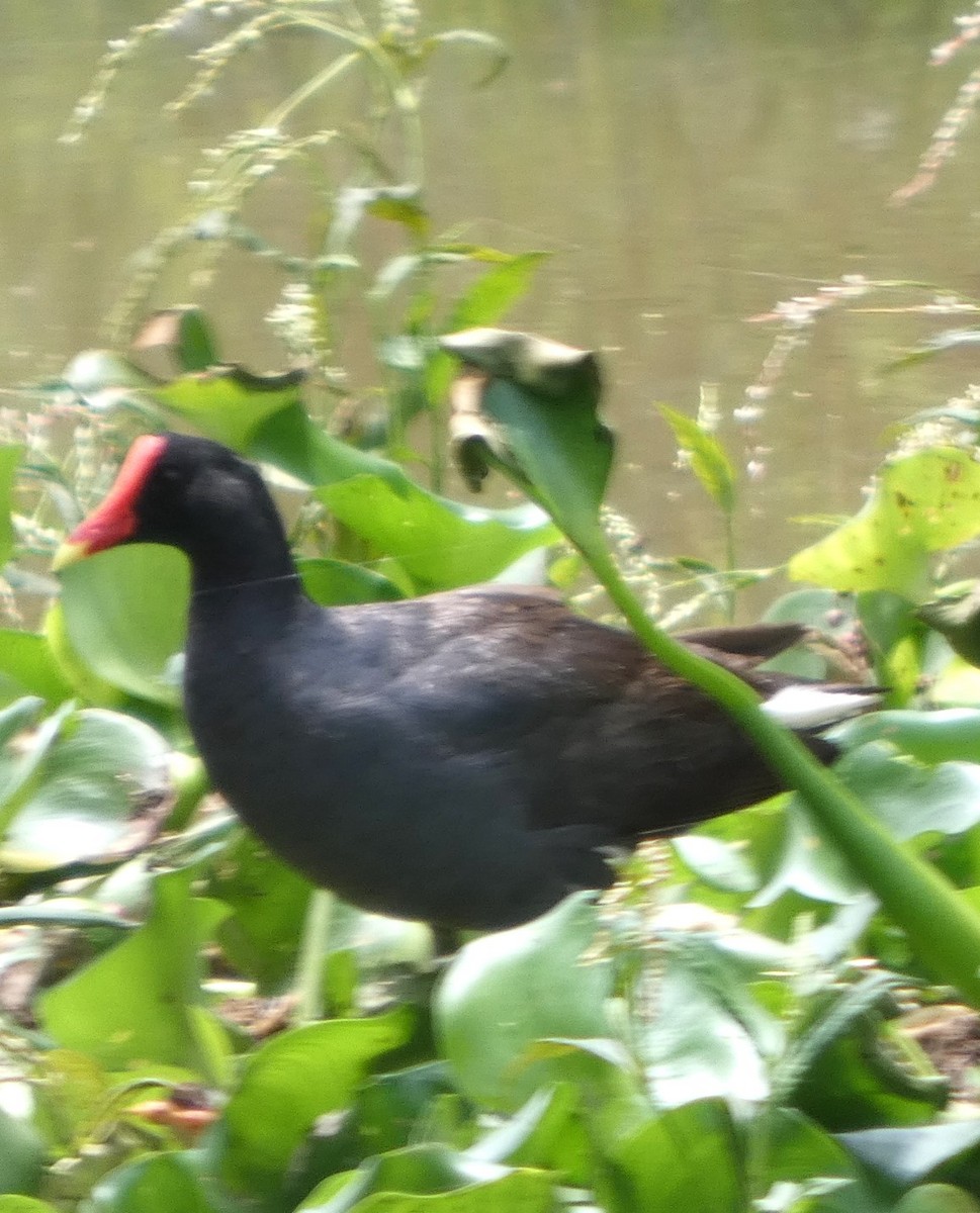 Common Gallinule - ML638993751