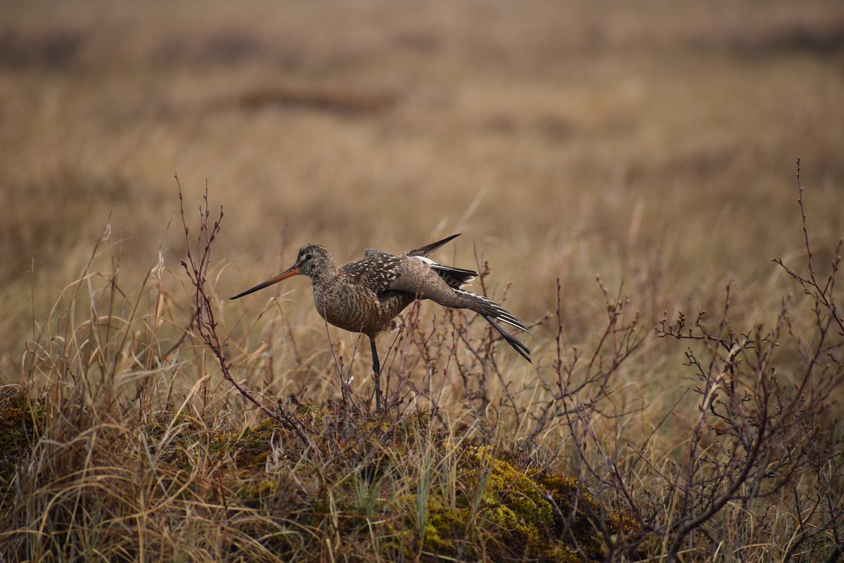 Hudsonian Godwit - ML638993753