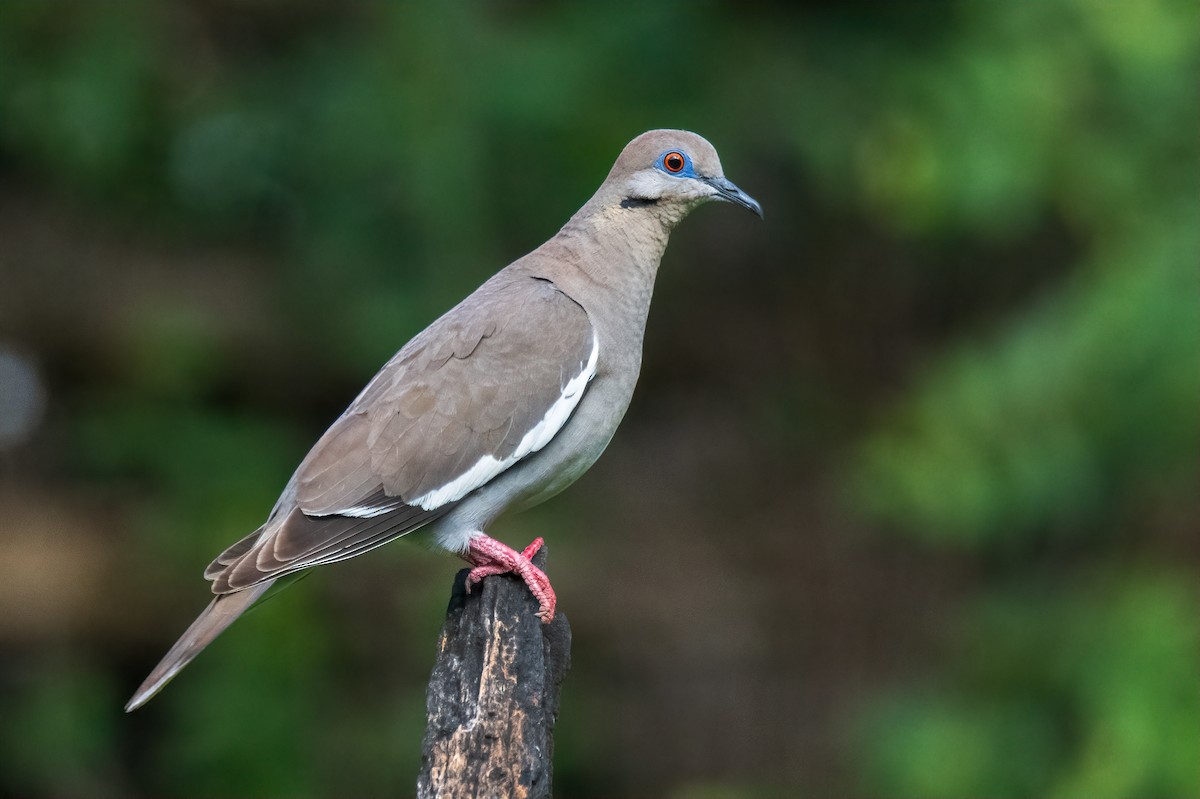 Ak Kanatlı Kumru - ML638993761