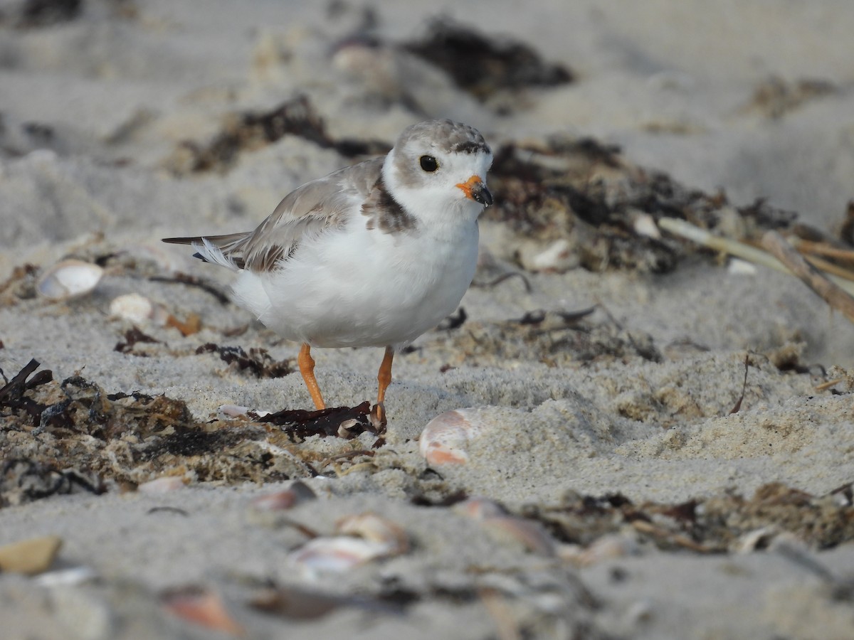 Piping Plover - ML638993769